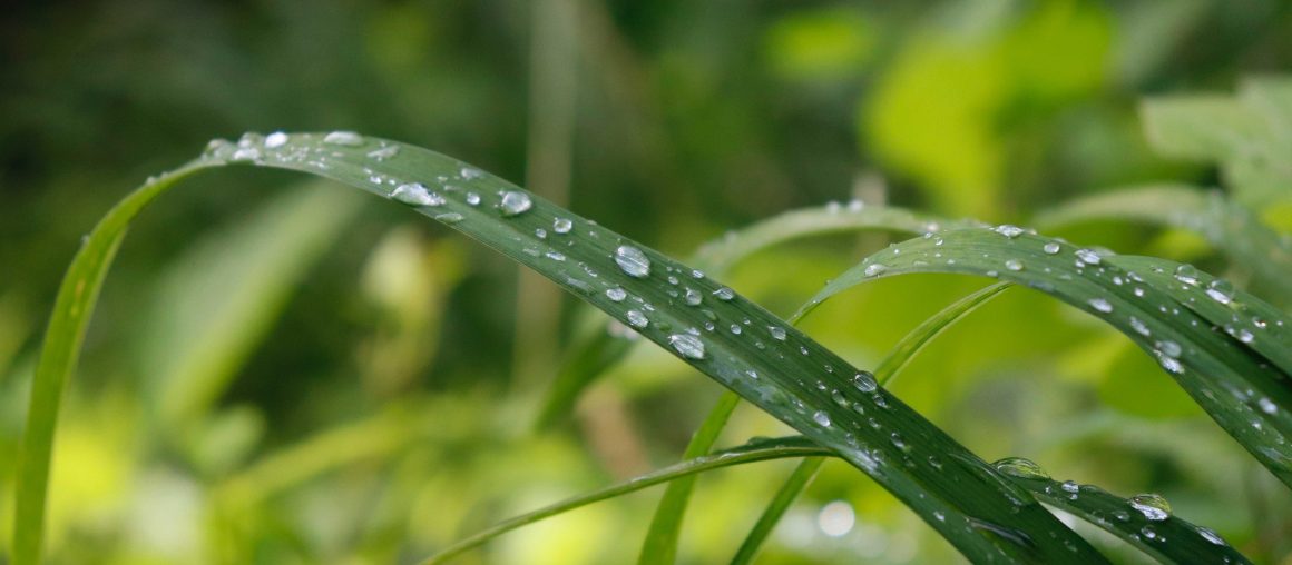 Suivi herbe bio : le point au 28 avril 2020 - Vive la pluie !