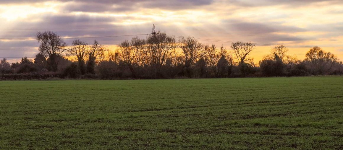 Pousse de l'herbe Bio en Avesnois - Décembre 2023