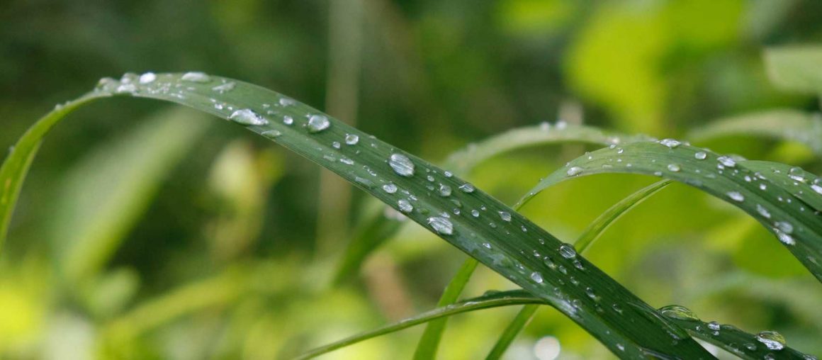 Herbophyles 2023#11 : Abondance d’herbe et de pluie