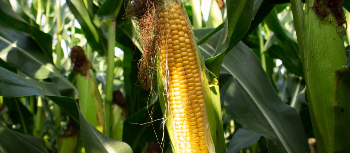 Les maïs 2021 récoltés, préparons le cru 2022
