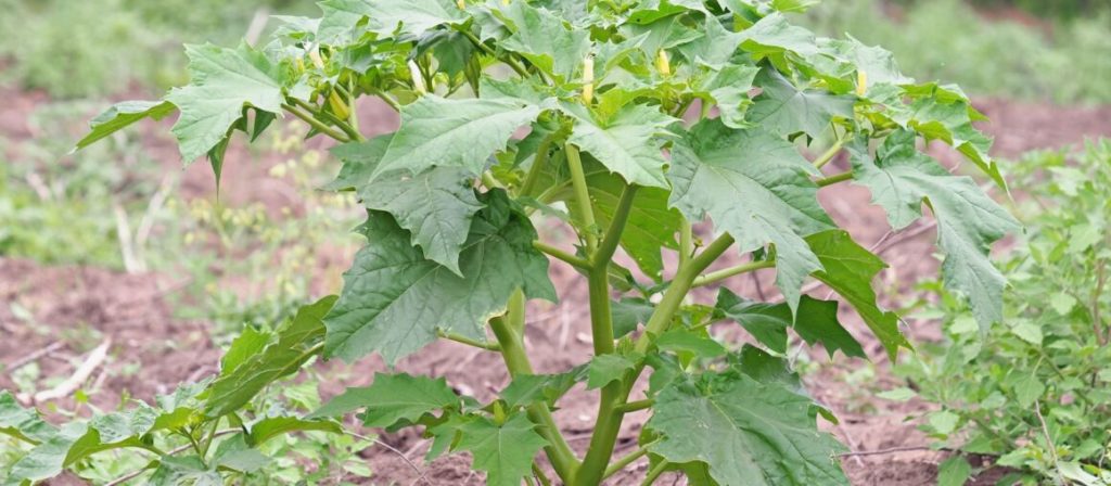 Datura