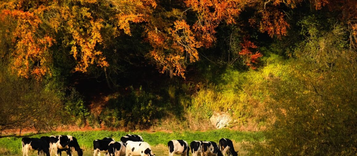 vache-pature-automne-1160x508