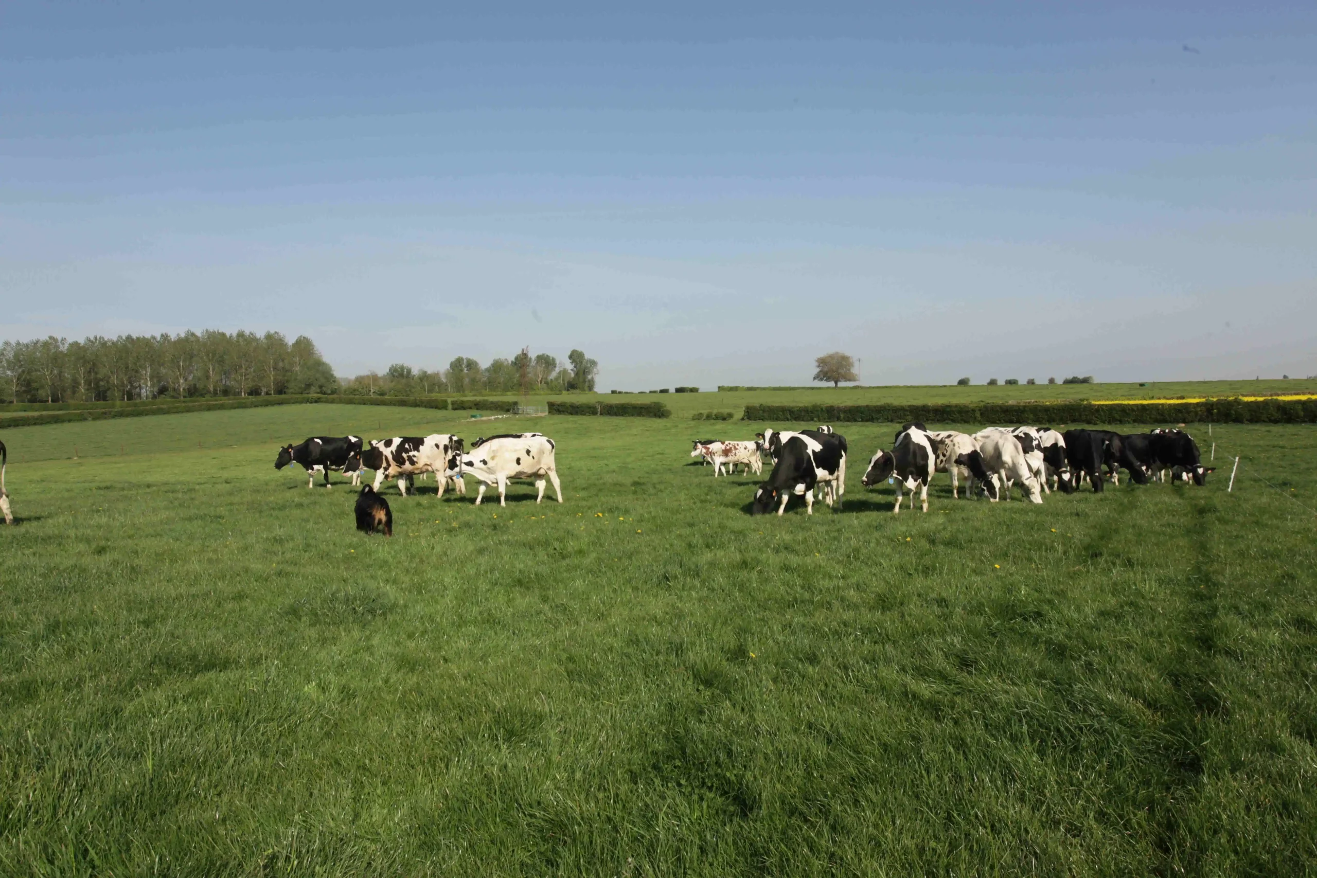 Lait-Bas-Carbone-entête