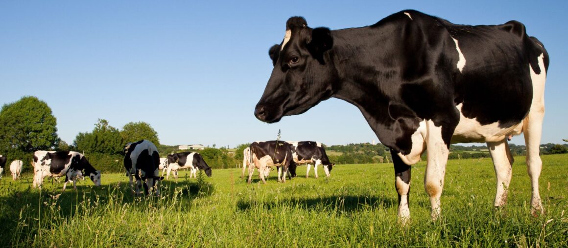 Vache herbe
