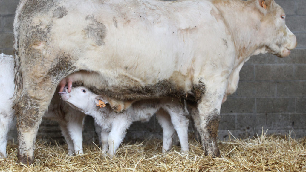 Jusqu’à 4 mois, l’alimentation des veaux est quasi exclusivement lactée.