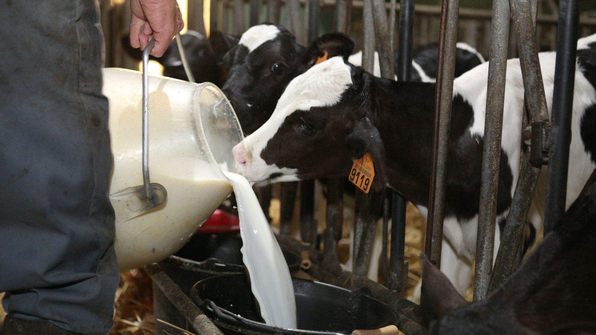 veau lait plan lacté génisses